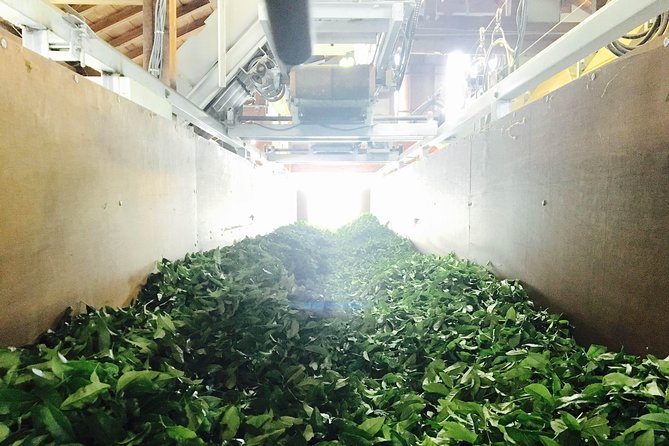 Authentic Japanese Tea Tasting at a Tea Plantation in Shimada Tour Details