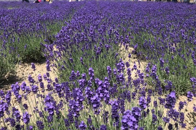 [Biei/Furano] One Day Sightseeing by Private Car! Pricing and Guarantee