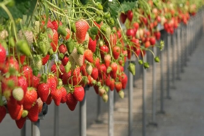 Cherry Blossom Buddha and Mt.Yoshino With Strawberry Picking Tour - Pricing and Value