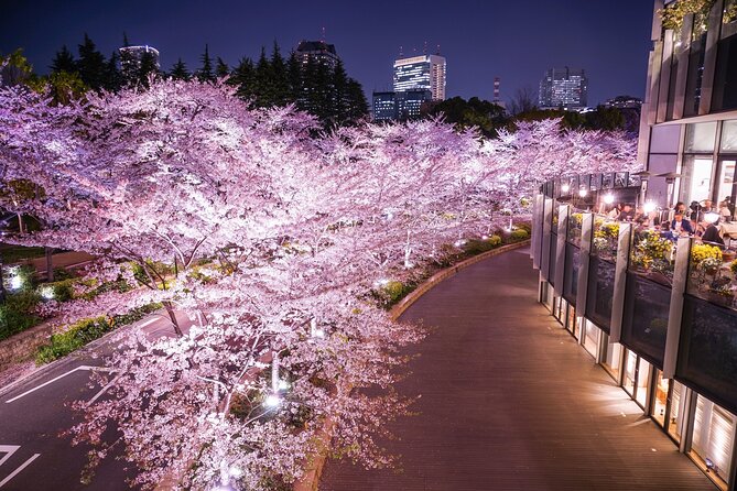 Cherry Blossom Private Tour - Tour Details