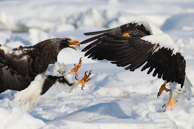 Eagle and Wildlife Watching Tour Tour Itinerary
