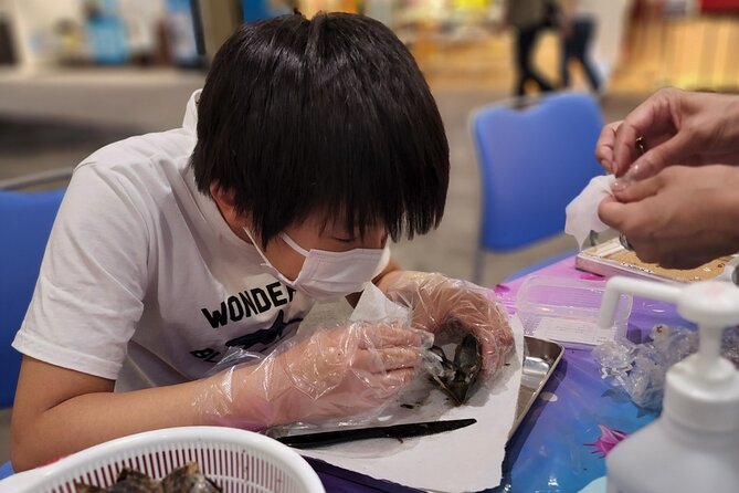 Experience Extracting Pearls From Akoya Oysters Akoya Oysters Overview