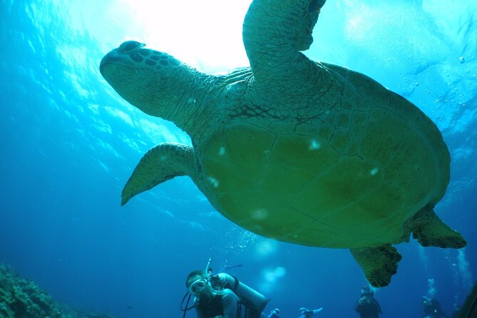 Full Day Guided Boat diving in Kerama Islands（License Required） Tour Information