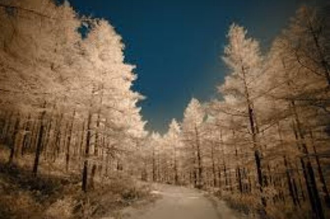 Half Day Winter Ski Adventure in Sapporo Beginner Friendly Ski Slopes