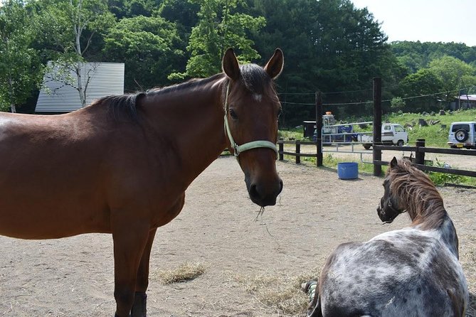 Horse Riding Benefits of Horse Riding