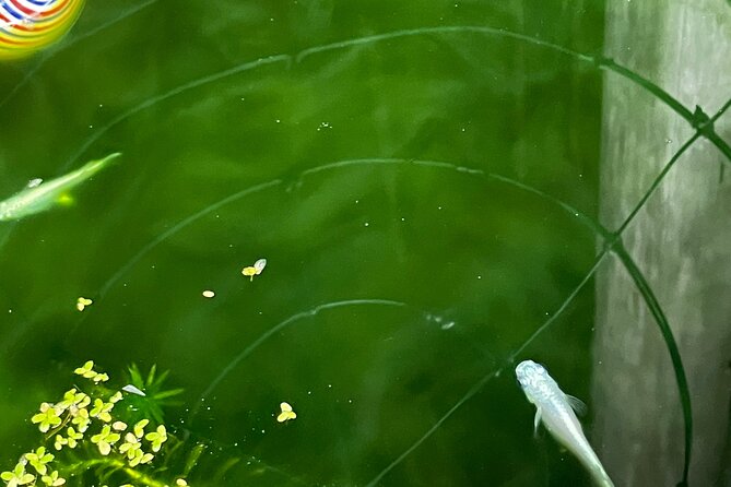 Kimono Dressing & Tea Ceremony Experience at a Beautiful Castle Experience Details