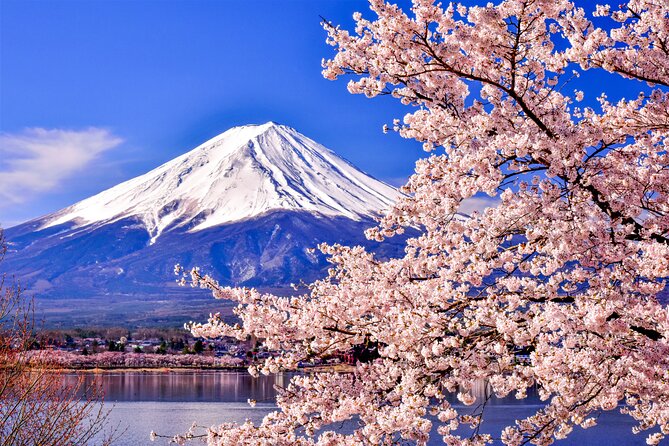 Mt. Fuji Cherry Blossom One Day Tour From Tokyo - Tour Highlights