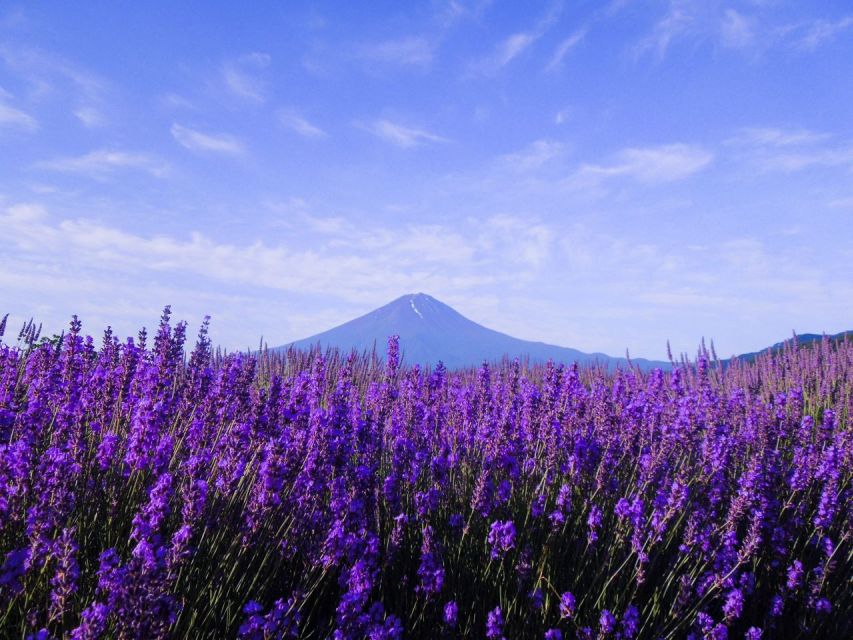 Mt. Fuji, Panoramic Ropeway & Seasonal Fruits Picking - Activity Details