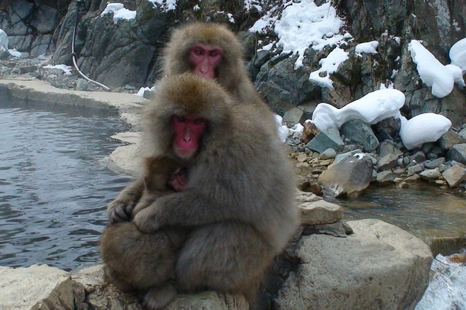 Nagano Guided Ski Trip, With Snow Monkeys Visit Trip Overview and Inclusions
