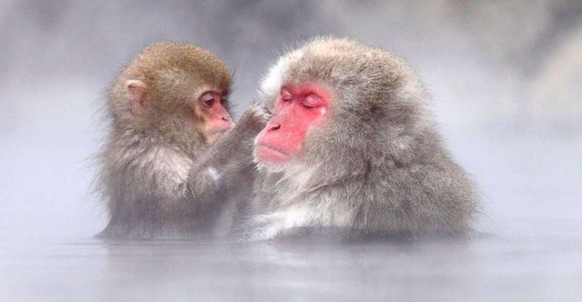 Nagano: Snow Monkeys, Zenkoji Temple & Sake Day Trip - Snow Monkeys: Hot Springs & Playful Encounters