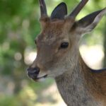 Nara Half Day Walking Tour Booking Information