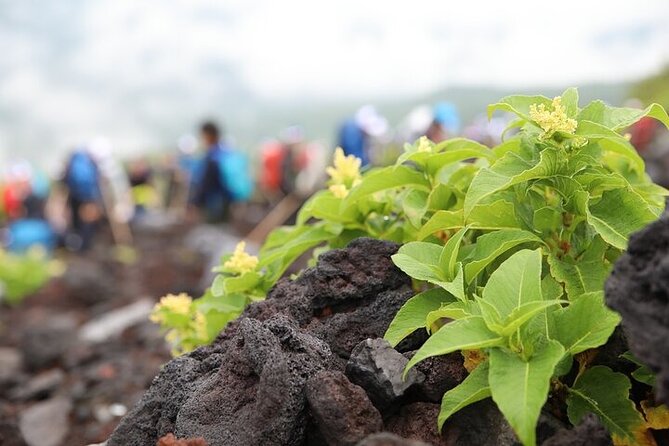 Private Trekking Experience up to 7th Station in Mt. Fuji - Tour Confirmation and Availability