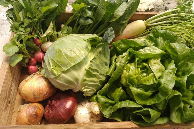 Rental Bike & U Pick: Organic Vegetable and Onigiri Bento Workshop Activity Inclusions