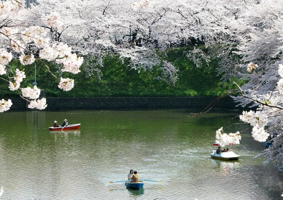 Sakura in Tokyo: Cherry Blossom Experience - Best Time to See Cherry Blossoms