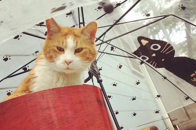 Setagaya Cat Tour! Tour Highlights