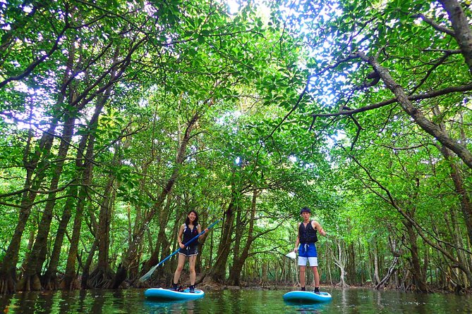 SUP/Canoe Tour In Mangrove Forest in Iriomote Okinawa Explore the Enchanting Mangrove Forest