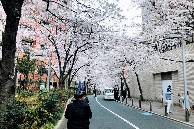 Tokyo Cherry Blossoms Blooming Spots E Bike Hour Tour Tour Highlights