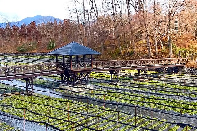 Wasabi Farm Discovery Walking Tour Tour Overview and Highlights