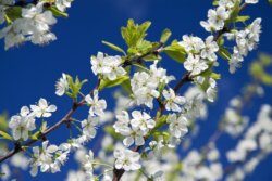 cherry-blossom-flowers-3