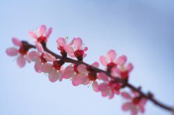cherry-blossoms-5