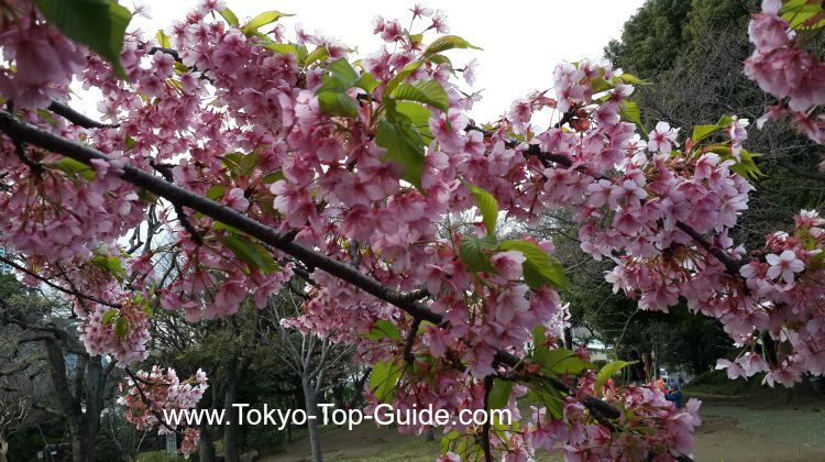 japane28099s-cherry-blossom-festival-2