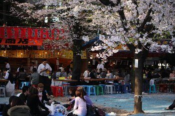 japan_cherry_blossom_1-3