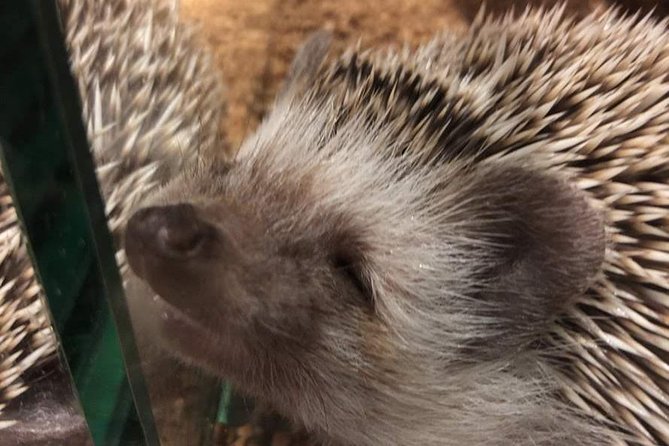 Admission to Hedgehog Cafe in Harajuku - Whats Included