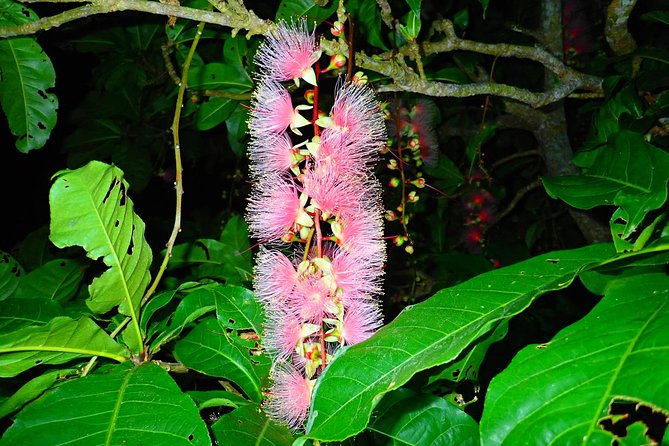 ［Ishigaki, Okinawa］Limited-Time "Sagari-Bana" Viewing Tour - Booking Information