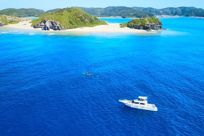 Great Whale Watching at Kerama Islands and Zamami Island - Choosing a Whale Watching Tour