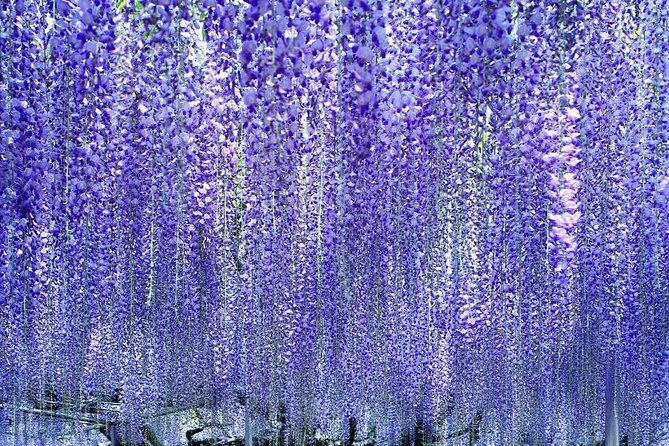 Hitachi National Seaside Parks Flowers & Ashikaga Flower Park - Inclusions