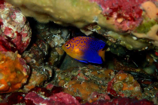 Lets Enjoy Scuba Diving in Izu Oceanic Park Izu Peninsula for Certificate Diver - What to Expect