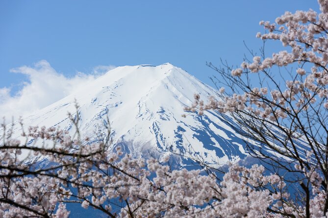 Mt. Fuji Cherry Blossom One Day Tour From Tokyo - Itinerary Overview