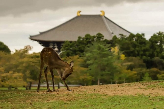 Nara Private Tour by Public Transportation From Kyoto - Reviews