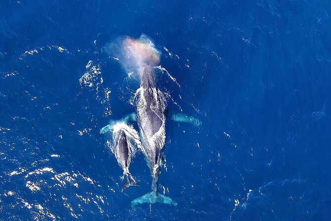 Okinawa Whale Watching From Naha - Participation and Child Safety