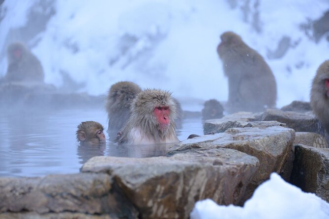 One Way Private Shuttle to Nagano Ski Centers - Meeting and Pickup Details