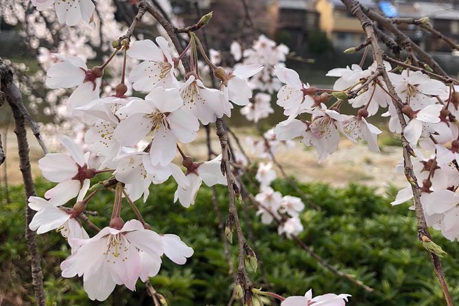 Private Car Tour in Kyoto (Up to 4) - Pricing and Inclusions