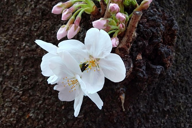 Private Guide Tour in Tokyo Half Day - Expert Local Guide