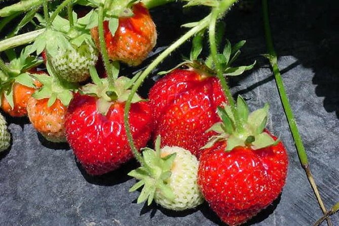 Sapporo to Airport Service With Fruit Picking Along the Way! - Participation and Group Size