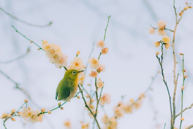 Tokyo Update - Online Tour on Travel Tips With Licensed Guide - Inclusions and Exclusions