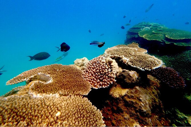 Tomori- Beach Blue Cave Snokering/ENGLISH PRIVATE - Booking and Availability