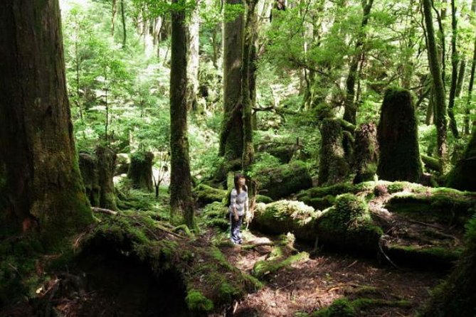 Yakusugi Cedar Forest Walking Tour on Yakushima Island - Yakusugi Land Overview
