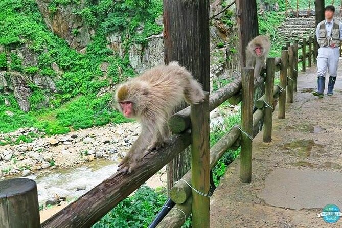 1-Day Private Snow Monkey ZenkoJi Temple & SakeTasting NaganoTour - Reviews and Ratings From Viator and Tripadvisor