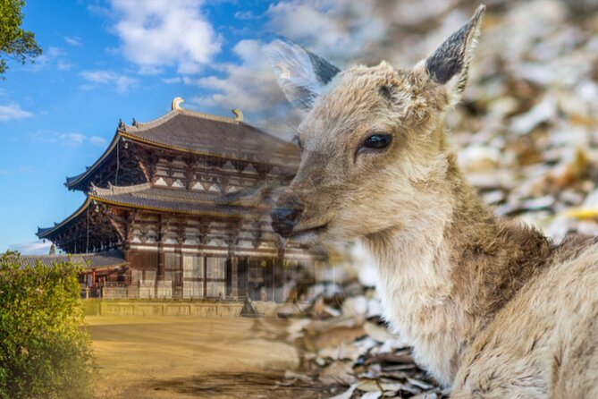 Arima Onsen, TōDai-Ji, Kobe Sanda Outlets & Nara Park From Osaka - Kobe Sanda Outlets - Shopping Extravaganza