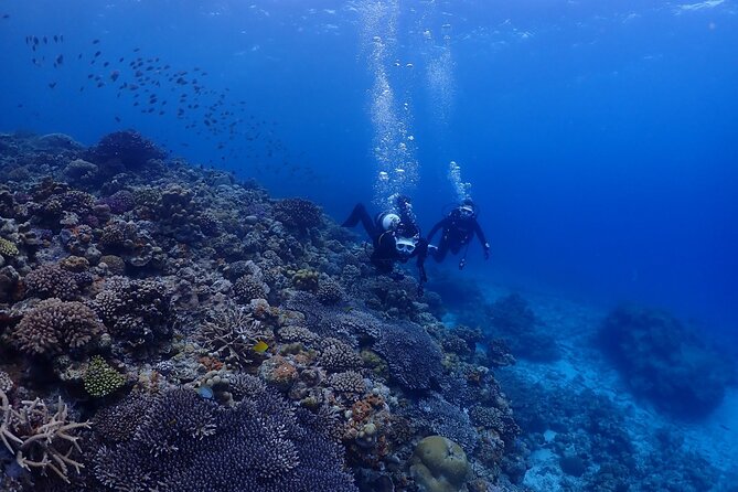 Boat Fundive 2Dives at Minna Isl or Sesoko , Okinawa - Directions