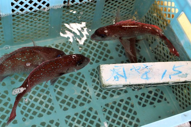 Explore Fishermen Island in Japan(Ise-Shima) - Outdoor Activities to Enjoy on Fishermen Island