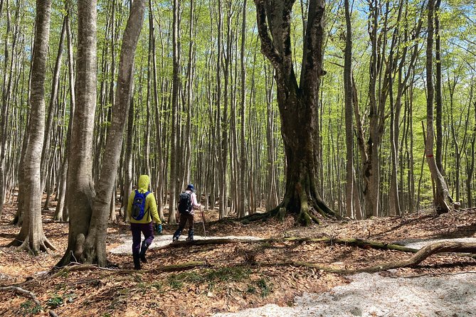 Forest Healing Around the Giant Beech and Katsura Trees - Connecting With Natures Healing Power