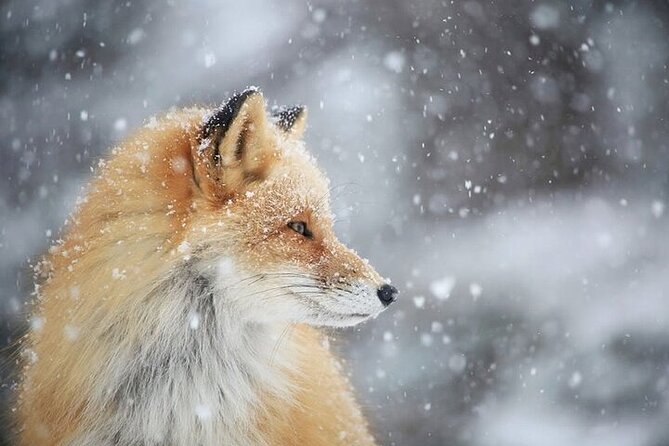 Furepe Waterfall Snowshoe and Wildlife Watching Activity - Understanding the Cancellation Policy