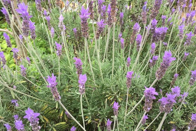 Kobe Private Tour From Osaka (Shore Excursion Available From Osaka or Kobe Port) - Reviews