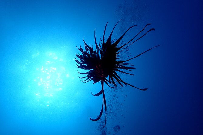 Lets Enjoy Scuba Diving in Izu Oceanic Park Izu Peninsula for Certificate Diver - Cancellation Policy