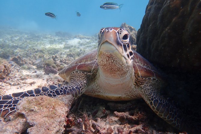 [Miyako] Great View Beach Sup/Canoe & Sea Turtle Snorkeling! - Snorkeling With Sea Turtles